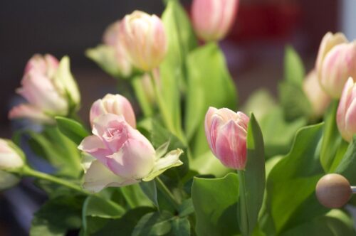 Zeg het met bloemen